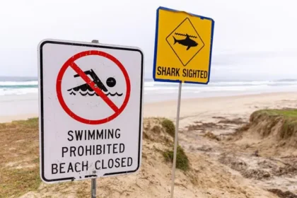 Four Shark Attacks in 48 Hours: Why East Australia's Beaches Became a “Perfect Storm”