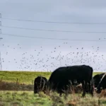 Businesses face extinction unless they protect nature, major report warns