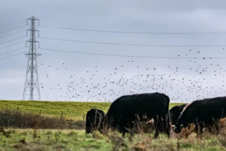 Businesses face extinction unless they protect nature, major report warns