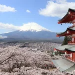 Fujiyoshida Cancels Cherry Blossom Festival Due to Tourist Misbehavior