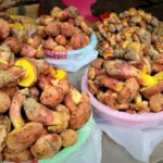 Mushroom in China Causes Hallucinations of Tiny Humans Mysterious Mushroom in Yunnan In Yunnan Province, China, doctors see hundreds of patients each year reporting a strange symptom: visions of tiny, elf-like figures moving around their homes. These miniature beings appear under doors, crawl on walls, and cling to furniture. Researchers have traced these unusual hallucinations to Lanmaoa asiatica, a local mushroom. It grows near pine trees and is popular for its savory, umami flavor. People eat it at home, in restaurants, and in markets during peak season from June to August. The Importance of Cooking The hallucinations only occur if the mushroom is undercooked. At local hot pot restaurants, servers warn diners to wait until the cooking timer finishes. Colin Domnauer, a doctoral candidate studying this species, said, "It seems like very common knowledge in the culture there." A Rare Mystery Outside China Outside Yunnan, L. asiatica remains largely unknown. Giuliana Furci, founder of the Fungi Foundation, explained that many people had tried to find this psychedelic mushroom, but its existence remained elusive until recently. Domnauer is studying L. asiatica to understand the compound responsible for these unusual hallucinations and what it can teach us about the human brain. Historical Accounts Reports of L. asiatica date back decades. In 1991, researchers from the Chinese Academy of Sciences described cases where people saw “lilliputian hallucinations,” tiny human or fantasy figures, after eating the mushroom. They even noticed these visions on their clothing and dishes, and they became stronger when the eyes were closed. Similar experiences were documented in the 1960s in Papua New Guinea. Researchers Gordon Wasson and Roger Heim encountered stories of locals going “insane” after eating a mushroom. They sent samples to Albert Hofmann, the chemist who discovered LSD, but he found no active compounds. At the time, the phenomenon was dismissed as a cultural tale. Why Scientists Are Curious The consistent reports of hallucinatory visions across different regions and cultures make L. asiatica unique. Scientists hope that studying it can reveal not only the chemical responsible but also insights into human perception and the brain’s response to hallucinogens.