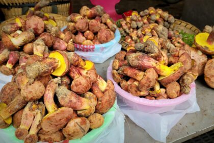 Mushroom in China Causes Hallucinations of Tiny Humans Mysterious Mushroom in Yunnan In Yunnan Province, China, doctors see hundreds of patients each year reporting a strange symptom: visions of tiny, elf-like figures moving around their homes. These miniature beings appear under doors, crawl on walls, and cling to furniture. Researchers have traced these unusual hallucinations to Lanmaoa asiatica, a local mushroom. It grows near pine trees and is popular for its savory, umami flavor. People eat it at home, in restaurants, and in markets during peak season from June to August. The Importance of Cooking The hallucinations only occur if the mushroom is undercooked. At local hot pot restaurants, servers warn diners to wait until the cooking timer finishes. Colin Domnauer, a doctoral candidate studying this species, said, "It seems like very common knowledge in the culture there." A Rare Mystery Outside China Outside Yunnan, L. asiatica remains largely unknown. Giuliana Furci, founder of the Fungi Foundation, explained that many people had tried to find this psychedelic mushroom, but its existence remained elusive until recently. Domnauer is studying L. asiatica to understand the compound responsible for these unusual hallucinations and what it can teach us about the human brain. Historical Accounts Reports of L. asiatica date back decades. In 1991, researchers from the Chinese Academy of Sciences described cases where people saw “lilliputian hallucinations,” tiny human or fantasy figures, after eating the mushroom. They even noticed these visions on their clothing and dishes, and they became stronger when the eyes were closed. Similar experiences were documented in the 1960s in Papua New Guinea. Researchers Gordon Wasson and Roger Heim encountered stories of locals going “insane” after eating a mushroom. They sent samples to Albert Hofmann, the chemist who discovered LSD, but he found no active compounds. At the time, the phenomenon was dismissed as a cultural tale. Why Scientists Are Curious The consistent reports of hallucinatory visions across different regions and cultures make L. asiatica unique. Scientists hope that studying it can reveal not only the chemical responsible but also insights into human perception and the brain’s response to hallucinogens.