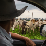 Fresh beef cuts displayed in a grocery store as prices reach record highs in 2025