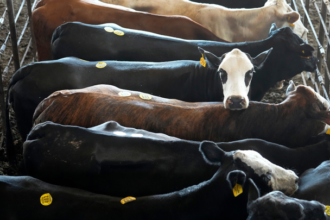 President Trump reviewing U.S. beef market policies with officials