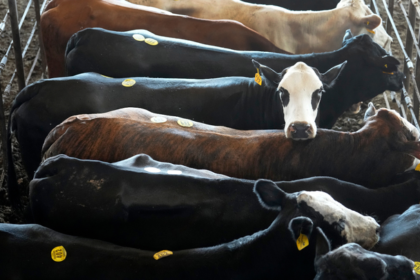 President Trump reviewing U.S. beef market policies with officials