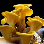 Golden Oyster Mushroom Spreads Quickly Through Forests The golden oyster mushroom, Pleurotus Citrinopileatus, is a highly invasive, and dangerous fungus that has spread through North American forest, which poses a threat to the native fungi. This mushroom, originally from Asia was brought to the U.S. as a crop but quickly escaped. The bright yellow cap and the massive amount of spores it produces allow this mushroom to compete with local species. Scientists warn that golden oysters have a significant impact on fungal diversity. The trees infected with this mushroom have half the number of native fungi compared to uninfected ones, and that could affect forest ecosystems for a long time. Why this mushroom is so dangerous The golden oyster mushroom grows mainly on hardwood trees that are dead or dying. They break down the wood fibers in an unusually rapid rate. They are carnivorous and feed on nematodeworms, unlike most other fungi. The mycelium remains hidden for the majority of the year, but they produce fruiting body in spring. The clusters release millions of microscopic microspores, which makes it extremely hard to contain. The rapid spread of the mushrooms could affect small animals, seedlings and the carbon emission in forest. Protecting Native Fungi Mycologists and mushroom enthusiasts are cloning native species in controlled environments to help preserve them. Volunteers learn how to clone mushroom species such as grey oysters at events like the All Things Fungi Festival, in the UK. This helps maintain biodiversity. Andy Knott is a Dorset mushroom farmer who highlights the importance this work. Many people grow non-native species around the globe, but very few focus on conserving local fungi. He says that by acting now, we can save species at risk of extinction. Global Spread of the Golden Oyster Golden oyster mushrooms have been found in over 25 U.S. States and 1 Canadian Province since its debut in early 2000. The golden oyster mushroom has been spotted in many European countries, such as Italy, Hungary and Serbia. It has been reported that it is even appearing in the southern part of Britain. The authorities urge growers and gardeners to refrain from planting any non-native mushrooms. This includes golden oysters. They can cause serious damage to local fungi communities. Conclusion Even though it may not be possible to stop the invasion of golden oyster mushrooms, efforts made to conserve native fungi can help preserve ecosystem balance. The best way to combat this fungal invader is through education, rapid response, and careful cultivation.