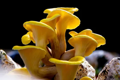 Golden Oyster Mushroom Spreads Quickly Through Forests The golden oyster mushroom, Pleurotus Citrinopileatus, is a highly invasive, and dangerous fungus that has spread through North American forest, which poses a threat to the native fungi. This mushroom, originally from Asia was brought to the U.S. as a crop but quickly escaped. The bright yellow cap and the massive amount of spores it produces allow this mushroom to compete with local species. Scientists warn that golden oysters have a significant impact on fungal diversity. The trees infected with this mushroom have half the number of native fungi compared to uninfected ones, and that could affect forest ecosystems for a long time. Why this mushroom is so dangerous The golden oyster mushroom grows mainly on hardwood trees that are dead or dying. They break down the wood fibers in an unusually rapid rate. They are carnivorous and feed on nematodeworms, unlike most other fungi. The mycelium remains hidden for the majority of the year, but they produce fruiting body in spring. The clusters release millions of microscopic microspores, which makes it extremely hard to contain. The rapid spread of the mushrooms could affect small animals, seedlings and the carbon emission in forest. Protecting Native Fungi Mycologists and mushroom enthusiasts are cloning native species in controlled environments to help preserve them. Volunteers learn how to clone mushroom species such as grey oysters at events like the All Things Fungi Festival, in the UK. This helps maintain biodiversity. Andy Knott is a Dorset mushroom farmer who highlights the importance this work. Many people grow non-native species around the globe, but very few focus on conserving local fungi. He says that by acting now, we can save species at risk of extinction. Global Spread of the Golden Oyster Golden oyster mushrooms have been found in over 25 U.S. States and 1 Canadian Province since its debut in early 2000. The golden oyster mushroom has been spotted in many European countries, such as Italy, Hungary and Serbia. It has been reported that it is even appearing in the southern part of Britain. The authorities urge growers and gardeners to refrain from planting any non-native mushrooms. This includes golden oysters. They can cause serious damage to local fungi communities. Conclusion Even though it may not be possible to stop the invasion of golden oyster mushrooms, efforts made to conserve native fungi can help preserve ecosystem balance. The best way to combat this fungal invader is through education, rapid response, and careful cultivation.