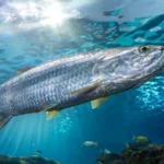 Migratory Freshwater Fish Decline Raises Global Alarm 1. Migration of fish populations is declining sharply The number of freshwater migrating fish is declining rapidly around the globe. An extensive scientific study covering over 15000 species found that the average loss of 81 percent per year has occurred in the last fifty years. Many of these fish depend upon long rivers, lakes and coast routes to reach breeding grounds, but they can't complete the journey. These species include the Atlantic tarpon and golden mahseer. They are unable to move freely and their habitats have shrunk. 2. The main causes of decline Three major issues are linked to the decline, according to scientists The dams or river barriers prevent fish from reaching the spawning areas. Water quality is affected by pollution, which also affects the survival rate. The overfishing of adult populations reduces their ability to reproduce. Many regions in Europe have fish migration paths that are constantly interrupted by weirs, culverts, and other small structures. These minor obstacles can become serious ones, even if they seem small. 3. Habitat destruction and migration stress The river systems are divided into smaller segments. The natural flow is reduced and breeding cycles are weakened. When they encounter obstacles, fish that migrate long distances consume more energy. They arrive more tired, which makes them vulnerable to diseases and predators. Since the Industrial Revolution, species such as the river lamprey have declined in abundance. 4. Freshwater fishes are of global importance Freshwater fish is important not just for the ecosystem but for humans as well, say experts. They are a source of food for around 200 million people. There are many species that migrate thousands of miles, and they show a wide range in their size and behaviour. These fish, which range from large river predators and long-distance traveling eels to local livelihoods as well as biodiversity support. 5. United Nations announces new conservation measures In a global review of over 15000 species, 325 were identified as urgently needing monitoring. Thirty priority species have been selected from this group for greater protection. There are also culturally significant fish, such as the mahseer (golden), which is known as the "tiger" of the Himalayas. Many communities hold it in high regard for its spiritual and cultural significance. Plan is to add these species as part of a global agreement that protects migratory wildlife. The countries would have to coordinate their conservation efforts. 6. Learn from the successful recovery efforts Recovery is possible for other migratory animals. Saiga antelopes were once on the verge of extinction after an epidemic. Its population is now over 1 million after coordinated international efforts to protect it. If governments work together, experts say that similar collaboration could aid in the recovery of freshwater fish. Improved readability through analysis The sentence structure in the previous version was too long and confusing. The sentences in this version are shorter and have only one idea per thought. It improves the speed of reading and comprehension. The use of passive voice has been minimized by focusing on actions and causes. The majority of sentences clearly state what happened and who was responsible. The paragraphs should be short, focused and . To avoid overload, each section covers a single topic. The subheadings are now numbered. The structure is better for SEO and scanning. Use of keywords The keyphrase "migratory freshwater fishing decline" is included naturally in the body text and headings without overuse. Clearer Terms are explained using simple terms. Simpler statements are used to break down complex ideas.