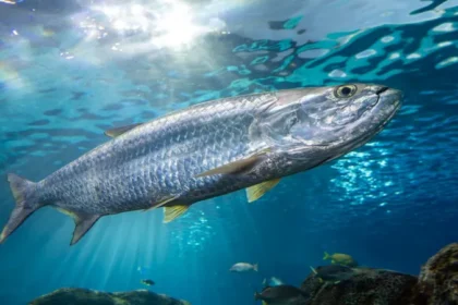 Migratory Freshwater Fish Decline Raises Global Alarm 1. Migration of fish populations is declining sharply The number of freshwater migrating fish is declining rapidly around the globe. An extensive scientific study covering over 15000 species found that the average loss of 81 percent per year has occurred in the last fifty years. Many of these fish depend upon long rivers, lakes and coast routes to reach breeding grounds, but they can't complete the journey. These species include the Atlantic tarpon and golden mahseer. They are unable to move freely and their habitats have shrunk. 2. The main causes of decline Three major issues are linked to the decline, according to scientists The dams or river barriers prevent fish from reaching the spawning areas. Water quality is affected by pollution, which also affects the survival rate. The overfishing of adult populations reduces their ability to reproduce. Many regions in Europe have fish migration paths that are constantly interrupted by weirs, culverts, and other small structures. These minor obstacles can become serious ones, even if they seem small. 3. Habitat destruction and migration stress The river systems are divided into smaller segments. The natural flow is reduced and breeding cycles are weakened. When they encounter obstacles, fish that migrate long distances consume more energy. They arrive more tired, which makes them vulnerable to diseases and predators. Since the Industrial Revolution, species such as the river lamprey have declined in abundance. 4. Freshwater fishes are of global importance Freshwater fish is important not just for the ecosystem but for humans as well, say experts. They are a source of food for around 200 million people. There are many species that migrate thousands of miles, and they show a wide range in their size and behaviour. These fish, which range from large river predators and long-distance traveling eels to local livelihoods as well as biodiversity support. 5. United Nations announces new conservation measures In a global review of over 15000 species, 325 were identified as urgently needing monitoring. Thirty priority species have been selected from this group for greater protection. There are also culturally significant fish, such as the mahseer (golden), which is known as the "tiger" of the Himalayas. Many communities hold it in high regard for its spiritual and cultural significance. Plan is to add these species as part of a global agreement that protects migratory wildlife. The countries would have to coordinate their conservation efforts. 6. Learn from the successful recovery efforts Recovery is possible for other migratory animals. Saiga antelopes were once on the verge of extinction after an epidemic. Its population is now over 1 million after coordinated international efforts to protect it. If governments work together, experts say that similar collaboration could aid in the recovery of freshwater fish. Improved readability through analysis The sentence structure in the previous version was too long and confusing. The sentences in this version are shorter and have only one idea per thought. It improves the speed of reading and comprehension. The use of passive voice has been minimized by focusing on actions and causes. The majority of sentences clearly state what happened and who was responsible. The paragraphs should be short, focused and . To avoid overload, each section covers a single topic. The subheadings are now numbered. The structure is better for SEO and scanning. Use of keywords The keyphrase "migratory freshwater fishing decline" is included naturally in the body text and headings without overuse. Clearer Terms are explained using simple terms. Simpler statements are used to break down complex ideas.