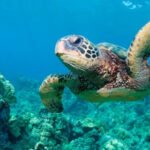 US Lifts Wildlife Protections in Order to Boost Oil Drilling amid Iran Tensions After rising tensions between the United States and Iran, which disrupted energy supply routes around the world, Washington has made a rare move to boost oil production. After Iran limited access to Strait of Hormuz - one of the busiest oil transport routes in the world - officials warned of security threats. The move caused a stir in the global market and increased fuel prices across the US. Gas prices have now surpassed $4 per gallon in most of the United States for the first four-year period. Energy Security is a Government Priority US Defense Secretary Pete Hegseth emphasized the importance of domestic production at a meeting of a federal panel. According to him, recent geopolitical tensions are a good reason why the US should rely less and less on oil imported from abroad. He said that increasing local energy production will increase national security, and decrease vulnerability to global disruptions. The Endangered Species Committee (also known as "God Squad") voted at the same time to permit oil and gas exploration in areas protected. The committee overruled environmental protections only three times in the past five decades. Environmental Concerns Grow Environmental groups have strongly reacted to the decision. The critics warn that more drilling in the Gulf of Mexico could cause serious harm to marine life. The survival of Rice's Whale is a major concern. Scientists believe that there are only a few left, making this one of the most rare whale species on the planet. After the Deepwater Horizon spill, its population has already fallen sharply. The experts are concerned that industrial activities could drive the species to extinction. At least 19 more species are also supported by the Gulf. Sea turtles, mantas and corals are among the species who depend on stable ocean conditions. Debate over Economy and Environment Environmentalists argue that this move puts corporate profit before conservation. Environmentalists believe that expanding fossil fuel projects could damage ecosystems, and even threaten biodiversity. Officials from the government insist that they can find a balance between energy production and wildlife protection. Hegseth said that by reducing the legal delays, companies can operate more effectively while adhering to safety standards. The Meaning of This for the Future The decision underlines the ongoing tension between environmental protection and energy requirements. The US is a country that wants to be independent in energy and stable during times of global crisis. Scientists warn, however, that further harm to fragile ecosystems could be irreversible. How well drilling operations are conducted and the strict enforcement of protective measures will determine how long they last.