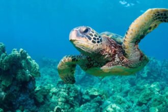 US Lifts Wildlife Protections in Order to Boost Oil Drilling amid Iran Tensions After rising tensions between the United States and Iran, which disrupted energy supply routes around the world, Washington has made a rare move to boost oil production. After Iran limited access to Strait of Hormuz - one of the busiest oil transport routes in the world - officials warned of security threats. The move caused a stir in the global market and increased fuel prices across the US. Gas prices have now surpassed $4 per gallon in most of the United States for the first four-year period. Energy Security is a Government Priority US Defense Secretary Pete Hegseth emphasized the importance of domestic production at a meeting of a federal panel. According to him, recent geopolitical tensions are a good reason why the US should rely less and less on oil imported from abroad. He said that increasing local energy production will increase national security, and decrease vulnerability to global disruptions. The Endangered Species Committee (also known as "God Squad") voted at the same time to permit oil and gas exploration in areas protected. The committee overruled environmental protections only three times in the past five decades. Environmental Concerns Grow Environmental groups have strongly reacted to the decision. The critics warn that more drilling in the Gulf of Mexico could cause serious harm to marine life. The survival of Rice's Whale is a major concern. Scientists believe that there are only a few left, making this one of the most rare whale species on the planet. After the Deepwater Horizon spill, its population has already fallen sharply. The experts are concerned that industrial activities could drive the species to extinction. At least 19 more species are also supported by the Gulf. Sea turtles, mantas and corals are among the species who depend on stable ocean conditions. Debate over Economy and Environment Environmentalists argue that this move puts corporate profit before conservation. Environmentalists believe that expanding fossil fuel projects could damage ecosystems, and even threaten biodiversity. Officials from the government insist that they can find a balance between energy production and wildlife protection. Hegseth said that by reducing the legal delays, companies can operate more effectively while adhering to safety standards. The Meaning of This for the Future The decision underlines the ongoing tension between environmental protection and energy requirements. The US is a country that wants to be independent in energy and stable during times of global crisis. Scientists warn, however, that further harm to fragile ecosystems could be irreversible. How well drilling operations are conducted and the strict enforcement of protective measures will determine how long they last.