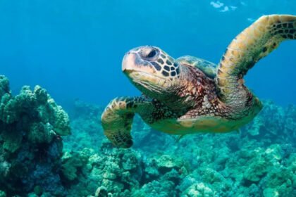 US Lifts Wildlife Protections in Order to Boost Oil Drilling amid Iran Tensions After rising tensions between the United States and Iran, which disrupted energy supply routes around the world, Washington has made a rare move to boost oil production. After Iran limited access to Strait of Hormuz - one of the busiest oil transport routes in the world - officials warned of security threats. The move caused a stir in the global market and increased fuel prices across the US. Gas prices have now surpassed $4 per gallon in most of the United States for the first four-year period. Energy Security is a Government Priority US Defense Secretary Pete Hegseth emphasized the importance of domestic production at a meeting of a federal panel. According to him, recent geopolitical tensions are a good reason why the US should rely less and less on oil imported from abroad. He said that increasing local energy production will increase national security, and decrease vulnerability to global disruptions. The Endangered Species Committee (also known as "God Squad") voted at the same time to permit oil and gas exploration in areas protected. The committee overruled environmental protections only three times in the past five decades. Environmental Concerns Grow Environmental groups have strongly reacted to the decision. The critics warn that more drilling in the Gulf of Mexico could cause serious harm to marine life. The survival of Rice's Whale is a major concern. Scientists believe that there are only a few left, making this one of the most rare whale species on the planet. After the Deepwater Horizon spill, its population has already fallen sharply. The experts are concerned that industrial activities could drive the species to extinction. At least 19 more species are also supported by the Gulf. Sea turtles, mantas and corals are among the species who depend on stable ocean conditions. Debate over Economy and Environment Environmentalists argue that this move puts corporate profit before conservation. Environmentalists believe that expanding fossil fuel projects could damage ecosystems, and even threaten biodiversity. Officials from the government insist that they can find a balance between energy production and wildlife protection. Hegseth said that by reducing the legal delays, companies can operate more effectively while adhering to safety standards. The Meaning of This for the Future The decision underlines the ongoing tension between environmental protection and energy requirements. The US is a country that wants to be independent in energy and stable during times of global crisis. Scientists warn, however, that further harm to fragile ecosystems could be irreversible. How well drilling operations are conducted and the strict enforcement of protective measures will determine how long they last.