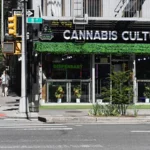New York Cannabis Industry Still Struggles, Despite Growing Awareness Cannabis is everywhere in New York City five years after its legalization. The industry appears to be thriving, from corner shops and stylish dispensaries. Behind this visible growth, however, there are serious problems for many businesses. Cannabis is everywhere, but not always legal The cannabis culture is evident throughout the city. Outside small shops, bright ads promote the products. Both tourists and locals are attracted to high-end dispensaries. The strong smell of marijuana can be detected in public places. This widespread legality isn't the whole story. Unlicensed dealers, also known as "weed bodegas", continue to exist. The shops that sell these products are not regulated, which raises concerns over quality and safety. The Public's Concerns are Growing The public opinion is beginning to change. Users of social media frequently critique the legalization process. Some people believe that the legalization process has allowed illegal vendors to expand too rapidly. The New York Times and other major publications have expressed concern. Recent editorials argued marijuana could be doing more harm than anticipated. The editorial also called for tighter regulations and improved enforcement. The Legal Business Sector is facing tough competition Cannabis businesses licensed to sell cannabis say that illegal dealers are harming their business. Unregulated stores often sell cheaper goods. Legal retailers are forced to struggle against these unregulated shops. Leaders in the industry explain that the high number of illegal sellers is what makes the market look successful. Many approved businesses struggle to stay afloat. The slow issuance of licenses is another major problem. The early delays led to growers having products but not legal outlets in which they could sell them. Illegal sellers quickly filled the gap created by this. The Legal Aspects Increase Pressure The laws governing cannabis in the United States are complex. Federal law continues to ban recreational marijuana use even though states such as New York allow it. It creates confusion in the business world, particularly when it comes to banking and taxes. Many companies are faced with higher costs due to these legal obstacles and receive limited financial assistance. Authorities Begin Crackdown Now, state officials are taking steps. The authorities are closing down illegal shops and tightening up enforcement. The police can close down illegal shops immediately. Gleichzeitig, more businesses with licenses are being opened. It could be a way to meet the demand for goods and services, while reducing reliance on grey markets. A Market Still Finding Its Balance New York’s cannabis industry continues to evolve. The system has been adjusting to a slower and more uneven start, even though the demand is still strong. In the coming years, it will be determined whether or not legal businesses are able to succeed.