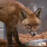 Sly fox sneaks on to cargo ship in Southampton and arrives in New York