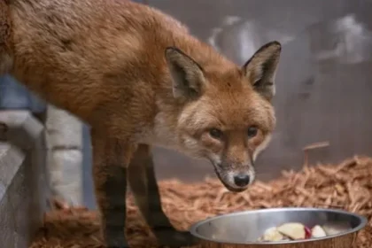 Sly fox sneaks on to cargo ship in Southampton and arrives in New York