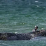 Humpback Whale Breaks Free After Major Rescue Efforts on German Baltic Coast
