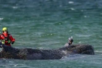 Humpback Whale Breaks Free After Major Rescue Efforts on German Baltic Coast