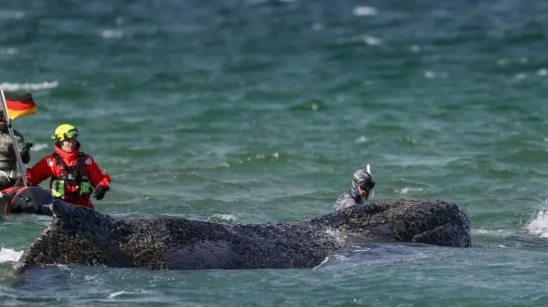 Humpback Whale Breaks Free After Major Rescue Efforts on German Baltic Coast
