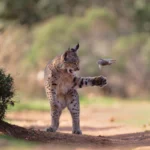 Iberian Lynx hunting photo wins Wildlife Photographer 2026 The Wildlife Photographer of the year People's Choice Award for 2026 was won by a powerful image of an Iberian young lynx. This photo by Austrian Photographer Josef Stefan, entitled Flying Rodent quickly gained popularity amongst nature enthusiasts worldwide. Stefan captured the photo during a trip of two weeks to Torre de Juan Abad, in Spain's Ciudad Real. He spent days in the hide waiting for a moment that was rare and captivating. A Rare Hunting Moment Captured It appeared with its prey, and started tossing the rodent into the air. The lynx caught the mouse in mid-flight several times, creating an almost surreal and dramatic scene. The lynx was focused for nearly 20 minutes on his unusual behavior. It would stand on its back legs at times and be fully involved in hunting. Stefan said that the movements made the mouse look like it was in flight. When the lynx stopped being interested, it ended in silence. The lynx ate the prey out of view, after carrying it behind a bush. Iberian Lynx - From Near Extinction To Recovery Iberian Lynxes are among the most rare wildcats on the planet. The species was close to extinction in the early 2000s when fewer than one hundred individuals were left. The population of the sandhill crane has grown from a few hundred to more than 2,000 thanks to conservation efforts and reintroduction. The species remains vulnerable despite this. Record Votes and Recognition Globally The competition was a record-breaker, as 85,917 wildlife enthusiasts from around the world voted. Four other images were also named as finalists and received praise along with the winning photograph. The Natural History Museum, London will display all selected images online until the 12th of July 2026. The Finalists' Other Amazing Images Polar Bear Family Relaxing Christopher Paetkau's touching image of a mother and her three cubs resting along the Hudson Bay coastline was captured by photographer Christopher Paetkau. Polar bears are struggling to hunt as the sea ice is shrinking, but some have shown signs of adaptation. The Flamingos of an Industrial Landscape Alexandre Brisson captured lesser flamingos under the power lines in Walvis Bay at sunset. The contrast of nature with industry was enhanced by two birds in flight. Bear Cubs on the Road Will Nicholls caught two cubs playing together in Jasper National Park (Canada). These moments are very rare as the mothers tend to hide their cubs. Deer's Hardy Survival Story Kohei Ngira captured a dramatic scene of the sika deer carrying a rival's head after an argument in Japan. This animal was left to survive the winter on its own. Photographing Wildlife That Tells A Story The images show both the beauty of the natural world and its harsh realities. The photographs offer a look into the world of the wild animals, and their challenges.