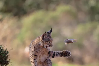 Iberian Lynx hunting photo wins Wildlife Photographer 2026 The Wildlife Photographer of the year People's Choice Award for 2026 was won by a powerful image of an Iberian young lynx. This photo by Austrian Photographer Josef Stefan, entitled Flying Rodent quickly gained popularity amongst nature enthusiasts worldwide. Stefan captured the photo during a trip of two weeks to Torre de Juan Abad, in Spain's Ciudad Real. He spent days in the hide waiting for a moment that was rare and captivating. A Rare Hunting Moment Captured It appeared with its prey, and started tossing the rodent into the air. The lynx caught the mouse in mid-flight several times, creating an almost surreal and dramatic scene. The lynx was focused for nearly 20 minutes on his unusual behavior. It would stand on its back legs at times and be fully involved in hunting. Stefan said that the movements made the mouse look like it was in flight. When the lynx stopped being interested, it ended in silence. The lynx ate the prey out of view, after carrying it behind a bush. Iberian Lynx - From Near Extinction To Recovery Iberian Lynxes are among the most rare wildcats on the planet. The species was close to extinction in the early 2000s when fewer than one hundred individuals were left. The population of the sandhill crane has grown from a few hundred to more than 2,000 thanks to conservation efforts and reintroduction. The species remains vulnerable despite this. Record Votes and Recognition Globally The competition was a record-breaker, as 85,917 wildlife enthusiasts from around the world voted. Four other images were also named as finalists and received praise along with the winning photograph. The Natural History Museum, London will display all selected images online until the 12th of July 2026. The Finalists' Other Amazing Images Polar Bear Family Relaxing Christopher Paetkau's touching image of a mother and her three cubs resting along the Hudson Bay coastline was captured by photographer Christopher Paetkau. Polar bears are struggling to hunt as the sea ice is shrinking, but some have shown signs of adaptation. The Flamingos of an Industrial Landscape Alexandre Brisson captured lesser flamingos under the power lines in Walvis Bay at sunset. The contrast of nature with industry was enhanced by two birds in flight. Bear Cubs on the Road Will Nicholls caught two cubs playing together in Jasper National Park (Canada). These moments are very rare as the mothers tend to hide their cubs. Deer's Hardy Survival Story Kohei Ngira captured a dramatic scene of the sika deer carrying a rival's head after an argument in Japan. This animal was left to survive the winter on its own. Photographing Wildlife That Tells A Story The images show both the beauty of the natural world and its harsh realities. The photographs offer a look into the world of the wild animals, and their challenges.