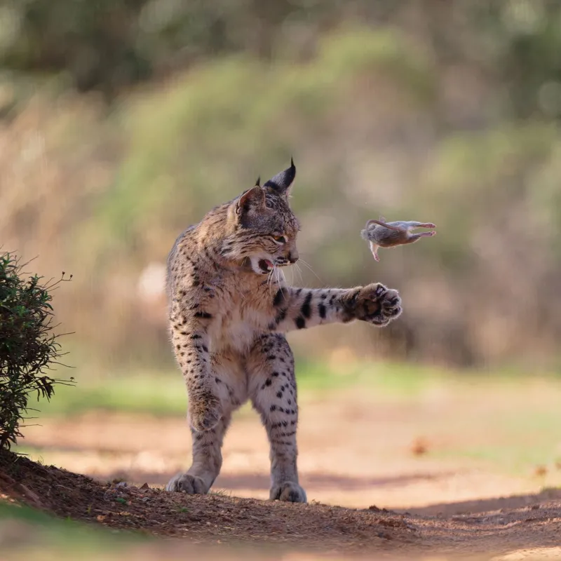 Iberian Lynx hunting photo wins Wildlife Photographer 2026 The Wildlife Photographer of the year People's Choice Award for 2026 was won by a powerful image of an Iberian young lynx. This photo by Austrian Photographer Josef Stefan, entitled Flying Rodent quickly gained popularity amongst nature enthusiasts worldwide. Stefan captured the photo during a trip of two weeks to Torre de Juan Abad, in Spain's Ciudad Real. He spent days in the hide waiting for a moment that was rare and captivating. A Rare Hunting Moment Captured It appeared with its prey, and started tossing the rodent into the air. The lynx caught the mouse in mid-flight several times, creating an almost surreal and dramatic scene. The lynx was focused for nearly 20 minutes on his unusual behavior. It would stand on its back legs at times and be fully involved in hunting. Stefan said that the movements made the mouse look like it was in flight. When the lynx stopped being interested, it ended in silence. The lynx ate the prey out of view, after carrying it behind a bush. Iberian Lynx - From Near Extinction To Recovery Iberian Lynxes are among the most rare wildcats on the planet. The species was close to extinction in the early 2000s when fewer than one hundred individuals were left. The population of the sandhill crane has grown from a few hundred to more than 2,000 thanks to conservation efforts and reintroduction. The species remains vulnerable despite this. Record Votes and Recognition Globally The competition was a record-breaker, as 85,917 wildlife enthusiasts from around the world voted. Four other images were also named as finalists and received praise along with the winning photograph. The Natural History Museum, London will display all selected images online until the 12th of July 2026. The Finalists' Other Amazing Images Polar Bear Family Relaxing Christopher Paetkau's touching image of a mother and her three cubs resting along the Hudson Bay coastline was captured by photographer Christopher Paetkau. Polar bears are struggling to hunt as the sea ice is shrinking, but some have shown signs of adaptation. The Flamingos of an Industrial Landscape Alexandre Brisson captured lesser flamingos under the power lines in Walvis Bay at sunset. The contrast of nature with industry was enhanced by two birds in flight. Bear Cubs on the Road Will Nicholls caught two cubs playing together in Jasper National Park (Canada). These moments are very rare as the mothers tend to hide their cubs. Deer's Hardy Survival Story Kohei Ngira captured a dramatic scene of the sika deer carrying a rival's head after an argument in Japan. This animal was left to survive the winter on its own. Photographing Wildlife That Tells A Story The images show both the beauty of the natural world and its harsh realities. The photographs offer a look into the world of the wild animals, and their challenges.