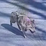 Howl recordings and an AI image: Inside South Korea's long hunt for an escaped wolf