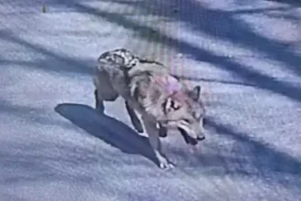 Howl recordings and an AI image: Inside South Korea's long hunt for an escaped wolf