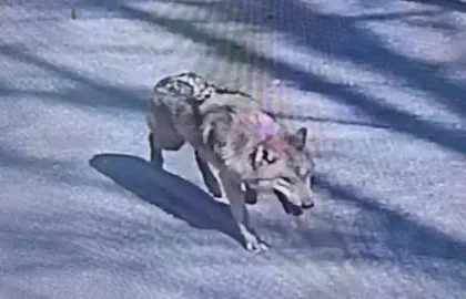 Howl recordings and an AI image: Inside South Korea's long hunt for an escaped wolf