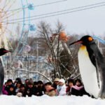 Japan Zoo Incident Delays Opening After Shocking Employee Confession A well-known zoo in Japan has delayed its seasonal opening after a disturbing case involving one of its staff members. Asahiyama Zoo, located in northern Japan, was preparing to reopen for visitors during the busy Golden Week. However, officials have now postponed the reopening as a police investigation continues. Employee Confession Triggers Investigation Local reports state that a zoo employee told police he had disposed of his wife's body in the facility’s incinerator. Authorities quickly responded and searched the zoo premises last week. The incinerator, usually used to handle dead animals, became a key part of the investigation. Police had already been looking for the employee’s wife after a friend reported her missing. This confession raised serious concerns and led to a full-scale inquiry. Zoo Closure Extended Amid Ongoing Probe The zoo had been closed since early April for routine maintenance ahead of the summer season. It was set to reopen this week, but officials have now pushed the opening date to Friday. They also warned that further delays are possible depending on how the investigation unfolds. City authorities apologized to visitors and asked for patience during this time. Mayor Calls Situation an “Unprecedented Crisis” Asahikawa Mayor Hirosuke Imazu addressed the situation in a press conference. He described it as an unexpected and serious crisis. He said the city is dealing with deep concern and uncertainty. Despite the situation, he added that efforts are ongoing to prepare the zoo for reopening once it is safe to do so. Popular Zoo Known for Unique Animal Displays Opened in 1967, Asahiyama Zoo attracts over one million visitors each year. It is famous for its creative enclosures, including glass domes and overhead tunnels. These designs allow visitors to see animals from close range in a more natural setting. The incident has shocked the local community and raised questions about safety and staff screening at public facilities.