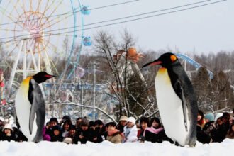 Japan Zoo Incident Delays Opening After Shocking Employee Confession A well-known zoo in Japan has delayed its seasonal opening after a disturbing case involving one of its staff members. Asahiyama Zoo, located in northern Japan, was preparing to reopen for visitors during the busy Golden Week. However, officials have now postponed the reopening as a police investigation continues. Employee Confession Triggers Investigation Local reports state that a zoo employee told police he had disposed of his wife's body in the facility’s incinerator. Authorities quickly responded and searched the zoo premises last week. The incinerator, usually used to handle dead animals, became a key part of the investigation. Police had already been looking for the employee’s wife after a friend reported her missing. This confession raised serious concerns and led to a full-scale inquiry. Zoo Closure Extended Amid Ongoing Probe The zoo had been closed since early April for routine maintenance ahead of the summer season. It was set to reopen this week, but officials have now pushed the opening date to Friday. They also warned that further delays are possible depending on how the investigation unfolds. City authorities apologized to visitors and asked for patience during this time. Mayor Calls Situation an “Unprecedented Crisis” Asahikawa Mayor Hirosuke Imazu addressed the situation in a press conference. He described it as an unexpected and serious crisis. He said the city is dealing with deep concern and uncertainty. Despite the situation, he added that efforts are ongoing to prepare the zoo for reopening once it is safe to do so. Popular Zoo Known for Unique Animal Displays Opened in 1967, Asahiyama Zoo attracts over one million visitors each year. It is famous for its creative enclosures, including glass domes and overhead tunnels. These designs allow visitors to see animals from close range in a more natural setting. The incident has shocked the local community and raised questions about safety and staff screening at public facilities.