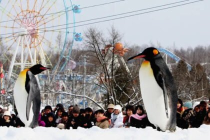 Japan Zoo Incident Delays Opening After Shocking Employee Confession A well-known zoo in Japan has delayed its seasonal opening after a disturbing case involving one of its staff members. Asahiyama Zoo, located in northern Japan, was preparing to reopen for visitors during the busy Golden Week. However, officials have now postponed the reopening as a police investigation continues. Employee Confession Triggers Investigation Local reports state that a zoo employee told police he had disposed of his wife's body in the facility’s incinerator. Authorities quickly responded and searched the zoo premises last week. The incinerator, usually used to handle dead animals, became a key part of the investigation. Police had already been looking for the employee’s wife after a friend reported her missing. This confession raised serious concerns and led to a full-scale inquiry. Zoo Closure Extended Amid Ongoing Probe The zoo had been closed since early April for routine maintenance ahead of the summer season. It was set to reopen this week, but officials have now pushed the opening date to Friday. They also warned that further delays are possible depending on how the investigation unfolds. City authorities apologized to visitors and asked for patience during this time. Mayor Calls Situation an “Unprecedented Crisis” Asahikawa Mayor Hirosuke Imazu addressed the situation in a press conference. He described it as an unexpected and serious crisis. He said the city is dealing with deep concern and uncertainty. Despite the situation, he added that efforts are ongoing to prepare the zoo for reopening once it is safe to do so. Popular Zoo Known for Unique Animal Displays Opened in 1967, Asahiyama Zoo attracts over one million visitors each year. It is famous for its creative enclosures, including glass domes and overhead tunnels. These designs allow visitors to see animals from close range in a more natural setting. The incident has shocked the local community and raised questions about safety and staff screening at public facilities.