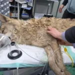 Runaway Wolf Neukgu Captured After Nine Day Search in South Korea