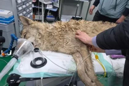 Runaway Wolf Neukgu Captured After Nine Day Search in South Korea