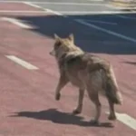 South Korea Arrests Man Over Fake AI Wolf Photo That Misled Search Teams Authorities in Daejeon have arrested a man accused of spreading an AI generated image that disrupted the search for a runaway wolf named Neukgu. The case has raised concerns about how easily fake content can interfere with real world emergency operations. Fake Image Sends Police in the Wrong Direction The suspect, a man in his 40s, allegedly created and shared a realistic image showing the wolf walking through a road intersection. The photo quickly spread online and reached local officials. As a result, search teams shifted their focus to the wrong location. Authorities even issued emergency alerts to residents, warning them about the wolf’s supposed presence in that area. The misleading image was also shown during a press briefing, which added to the confusion. Police Track Down the Suspect Investigators later reviewed CCTV footage and checked records of AI software usage. This helped them identify the man behind the image. During questioning, he reportedly said he made and shared the picture “for fun.” Police are now investigating him for obstructing official duties through deception. Under South Korean law, this offence can lead to up to five years in prison or a fine of 10 million won. Nationwide Attention on Neukgu the Wolf Neukgu, a two year old wolf, escaped from a zoo facility on 8 April. His disappearance captured national attention, with many people closely following updates. Even Lee Jae Myung publicly expressed hope for the animal’s safe return. After nine days, authorities finally located the wolf near an expressway and safely returned him to the zoo. Conservation Efforts Behind Neukgu Neukgu is part of a conservation program at O-World. The project aims to revive the Korean wolf, a species that is now considered extinct in the wild on the Korean Peninsula. Following his return, public interest in Neukgu grew even more. Local businesses began using his image, including a bakery that launched a themed pastry. City officials are also considering making him a local mascot. Zoo Limits Updates for Animal Recovery A video showing Neukgu eating in his enclosure gained over one million views online. However, zoo officials have decided to stop sharing updates for now. They want to give the wolf a quiet environment to recover after the stressful incident.