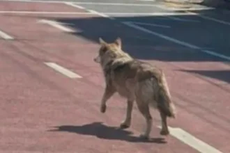 South Korea Arrests Man Over Fake AI Wolf Photo That Misled Search Teams Authorities in Daejeon have arrested a man accused of spreading an AI generated image that disrupted the search for a runaway wolf named Neukgu. The case has raised concerns about how easily fake content can interfere with real world emergency operations. Fake Image Sends Police in the Wrong Direction The suspect, a man in his 40s, allegedly created and shared a realistic image showing the wolf walking through a road intersection. The photo quickly spread online and reached local officials. As a result, search teams shifted their focus to the wrong location. Authorities even issued emergency alerts to residents, warning them about the wolf’s supposed presence in that area. The misleading image was also shown during a press briefing, which added to the confusion. Police Track Down the Suspect Investigators later reviewed CCTV footage and checked records of AI software usage. This helped them identify the man behind the image. During questioning, he reportedly said he made and shared the picture “for fun.” Police are now investigating him for obstructing official duties through deception. Under South Korean law, this offence can lead to up to five years in prison or a fine of 10 million won. Nationwide Attention on Neukgu the Wolf Neukgu, a two year old wolf, escaped from a zoo facility on 8 April. His disappearance captured national attention, with many people closely following updates. Even Lee Jae Myung publicly expressed hope for the animal’s safe return. After nine days, authorities finally located the wolf near an expressway and safely returned him to the zoo. Conservation Efforts Behind Neukgu Neukgu is part of a conservation program at O-World. The project aims to revive the Korean wolf, a species that is now considered extinct in the wild on the Korean Peninsula. Following his return, public interest in Neukgu grew even more. Local businesses began using his image, including a bakery that launched a themed pastry. City officials are also considering making him a local mascot. Zoo Limits Updates for Animal Recovery A video showing Neukgu eating in his enclosure gained over one million views online. However, zoo officials have decided to stop sharing updates for now. They want to give the wolf a quiet environment to recover after the stressful incident.