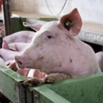 Spain's Pork Industry under Pressure by Swine Fever Threat ASF outbreak causes growing concern among farmers Spanish pig producers are facing pressure following the detection of African Swine Fever in Spain. Jordi Saliveri who runs a Catalonia farm of 8,000 pigs expressed his frustration at the threat to exports and income. He said that importers stop purchasing pork once they are linked to ASF. It has reduced the price of each pig from EUR30-EUR40. This is a serious strain on farmers' finances. What is African Swine Fever? ASF, or African Swine Fever (ASF), is an extremely contagious virus that affects wild boars and pigs. The disease does not affect people. An infected wild boar, discovered in Collserola Park near Barcelona, was the beginning of this outbreak. The authorities immediately restricted the access to this area and began investigations. Officials are still investigating the exact cause of the outbreak, but have already ruled out the nearby research facility. Wild Boar and Spread The wild boar population is a key factor in the spread of this virus. They often travel near urban areas and increase the transmission risk. Oscar Ordeig, regional agriculture minister in the region, warned of serious problems caused by an overpopulation wild animals. These include disease transmission and road accidents. Catalonia has between 120,000 to 180,000 wild boars. The authorities plan to cut this number in half. Culling at Large Scale and Control Measures Around 24,000 wild boars have been killed in this region. Teams of special agents are focusing on high-risk zones in a 6-kilometer radius from the initial cases. Monitoring has been extended to a wider zone of 20 kilometers. To track down and eliminate infected animals, officials use traps, drones, cameras and controlled weapons. Each captured animal was tested for ASF and, by the end of March, there were 232 confirmed cases. Strict Safety and Containment Measures The authorities have taken strict measures in order to stop the spread of this virus. This includes movement restrictions, fences, and the regular disinfection and cleaning of footwear, equipment and vehicles used in affected regions. The steps taken are intended to prevent any further damage and protect the Spanish pork industry. It is the biggest in the world.