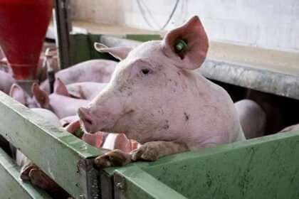 Spain's Pork Industry under Pressure by Swine Fever Threat ASF outbreak causes growing concern among farmers Spanish pig producers are facing pressure following the detection of African Swine Fever in Spain. Jordi Saliveri who runs a Catalonia farm of 8,000 pigs expressed his frustration at the threat to exports and income. He said that importers stop purchasing pork once they are linked to ASF. It has reduced the price of each pig from EUR30-EUR40. This is a serious strain on farmers' finances. What is African Swine Fever? ASF, or African Swine Fever (ASF), is an extremely contagious virus that affects wild boars and pigs. The disease does not affect people. An infected wild boar, discovered in Collserola Park near Barcelona, was the beginning of this outbreak. The authorities immediately restricted the access to this area and began investigations. Officials are still investigating the exact cause of the outbreak, but have already ruled out the nearby research facility. Wild Boar and Spread The wild boar population is a key factor in the spread of this virus. They often travel near urban areas and increase the transmission risk. Oscar Ordeig, regional agriculture minister in the region, warned of serious problems caused by an overpopulation wild animals. These include disease transmission and road accidents. Catalonia has between 120,000 to 180,000 wild boars. The authorities plan to cut this number in half. Culling at Large Scale and Control Measures Around 24,000 wild boars have been killed in this region. Teams of special agents are focusing on high-risk zones in a 6-kilometer radius from the initial cases. Monitoring has been extended to a wider zone of 20 kilometers. To track down and eliminate infected animals, officials use traps, drones, cameras and controlled weapons. Each captured animal was tested for ASF and, by the end of March, there were 232 confirmed cases. Strict Safety and Containment Measures The authorities have taken strict measures in order to stop the spread of this virus. This includes movement restrictions, fences, and the regular disinfection and cleaning of footwear, equipment and vehicles used in affected regions. The steps taken are intended to prevent any further damage and protect the Spanish pork industry. It is the biggest in the world.