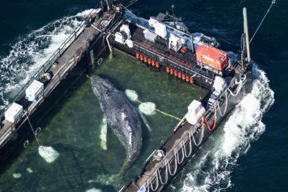 Stranded whale ferried out of German waters in barge