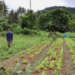 Farmers in Fiji use natural signs like yam vines, bees, and plants to predict cyclones. This traditional knowledge now supports modern weather