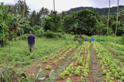 Farmers in Fiji use natural signs like yam vines, bees, and plants to predict cyclones. This traditional knowledge now supports modern weather
