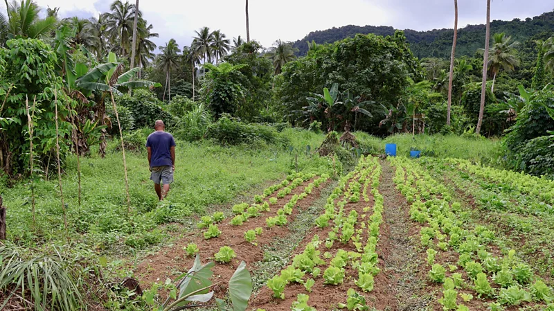 Farmers in Fiji use natural signs like yam vines, bees, and plants to predict cyclones. This traditional knowledge now supports modern weather