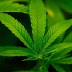 US Moves to Make Cannabis a Dangerous Drug