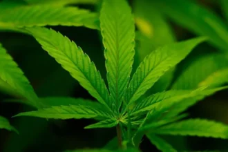 US Moves to Make Cannabis a Dangerous Drug