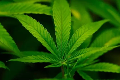 US Moves to Make Cannabis a Dangerous Drug