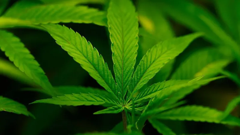 US Moves to Make Cannabis a Dangerous Drug