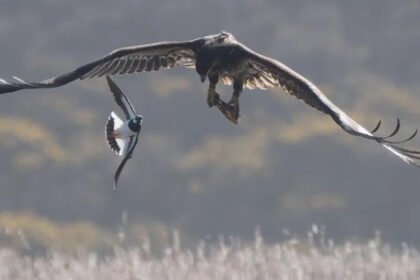 Norfolk's largest bird of prey stuns visitors