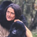 Attenborough’s unforgettable encounter with mountain gorillas in Rwanda