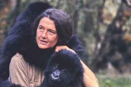 Attenborough’s unforgettable encounter with mountain gorillas in Rwanda