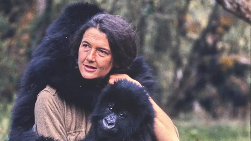 Attenborough’s unforgettable encounter with mountain gorillas in Rwanda
