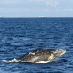 Young gray whale dies after swimming up river in Washington state